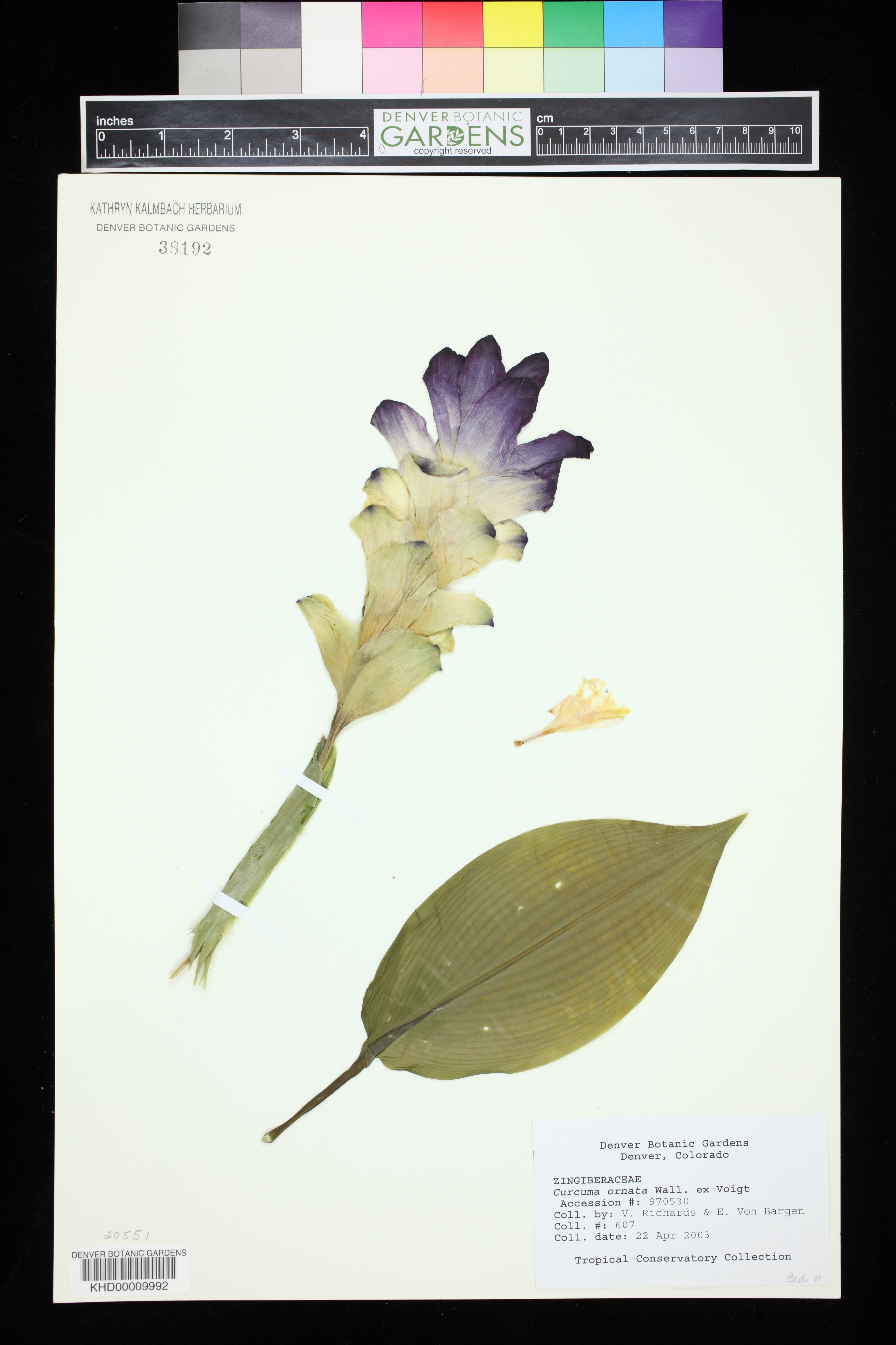 Curcuma ornata