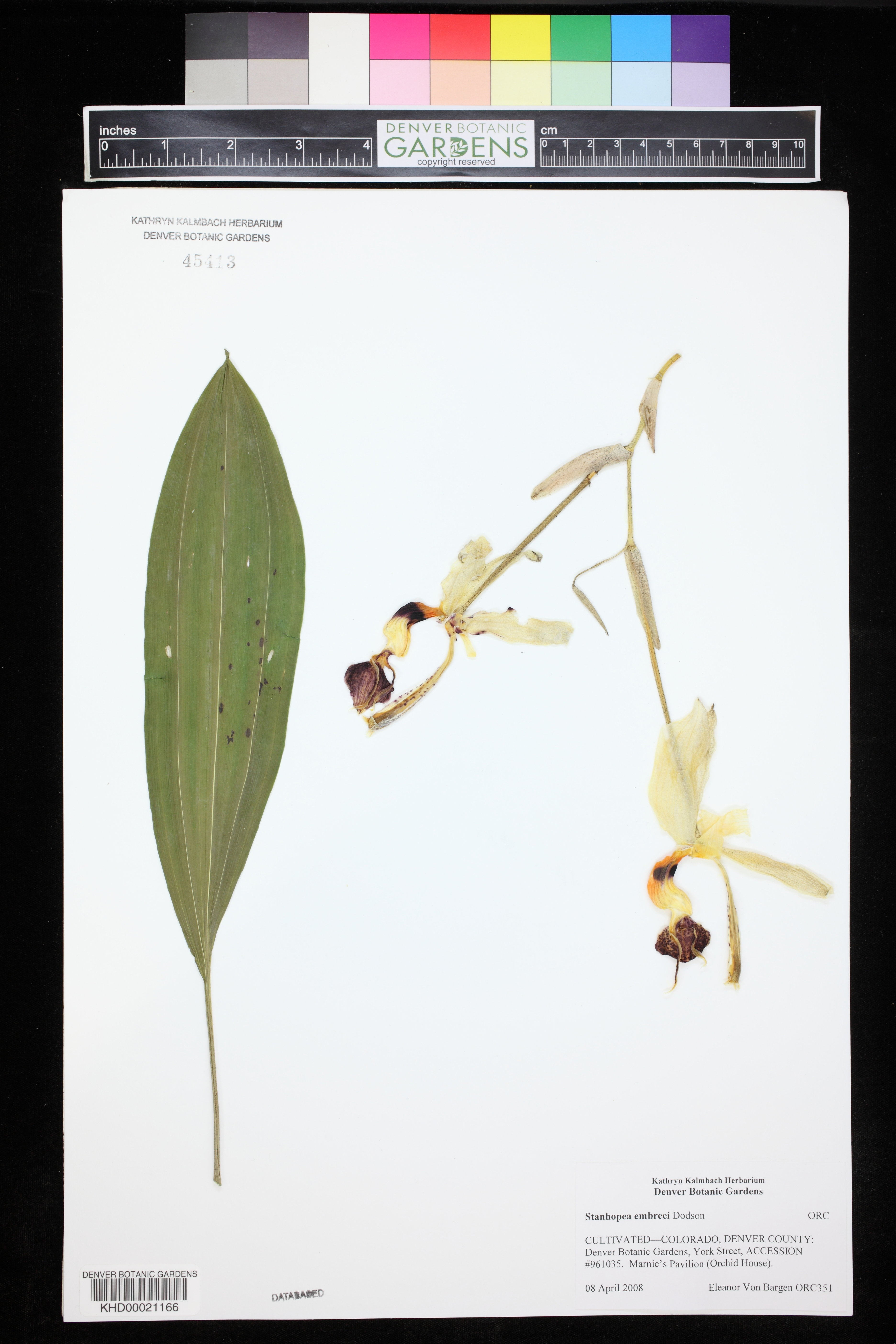 Imagem de Orquídea
