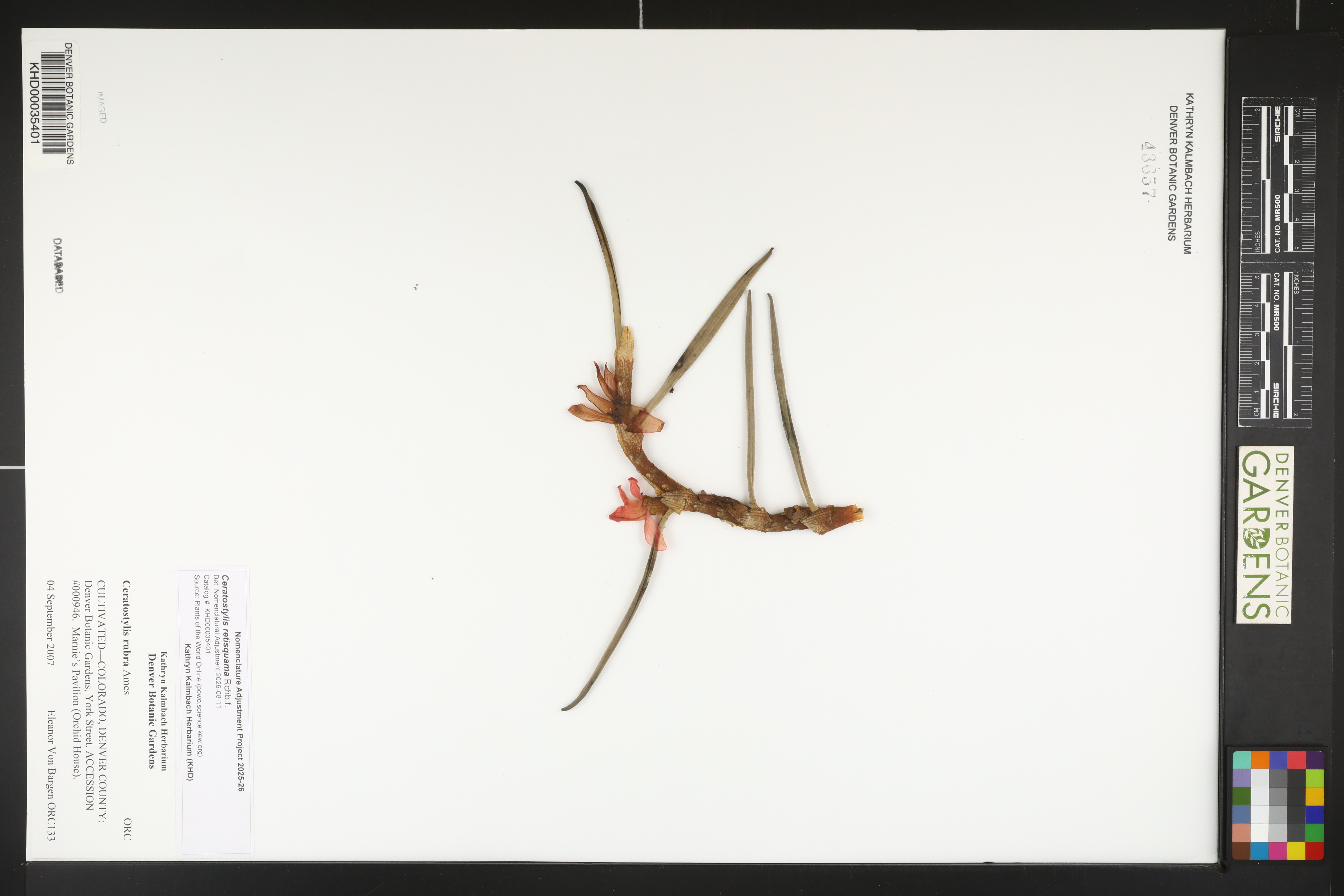 Imagem de Ceratostylis retisquama