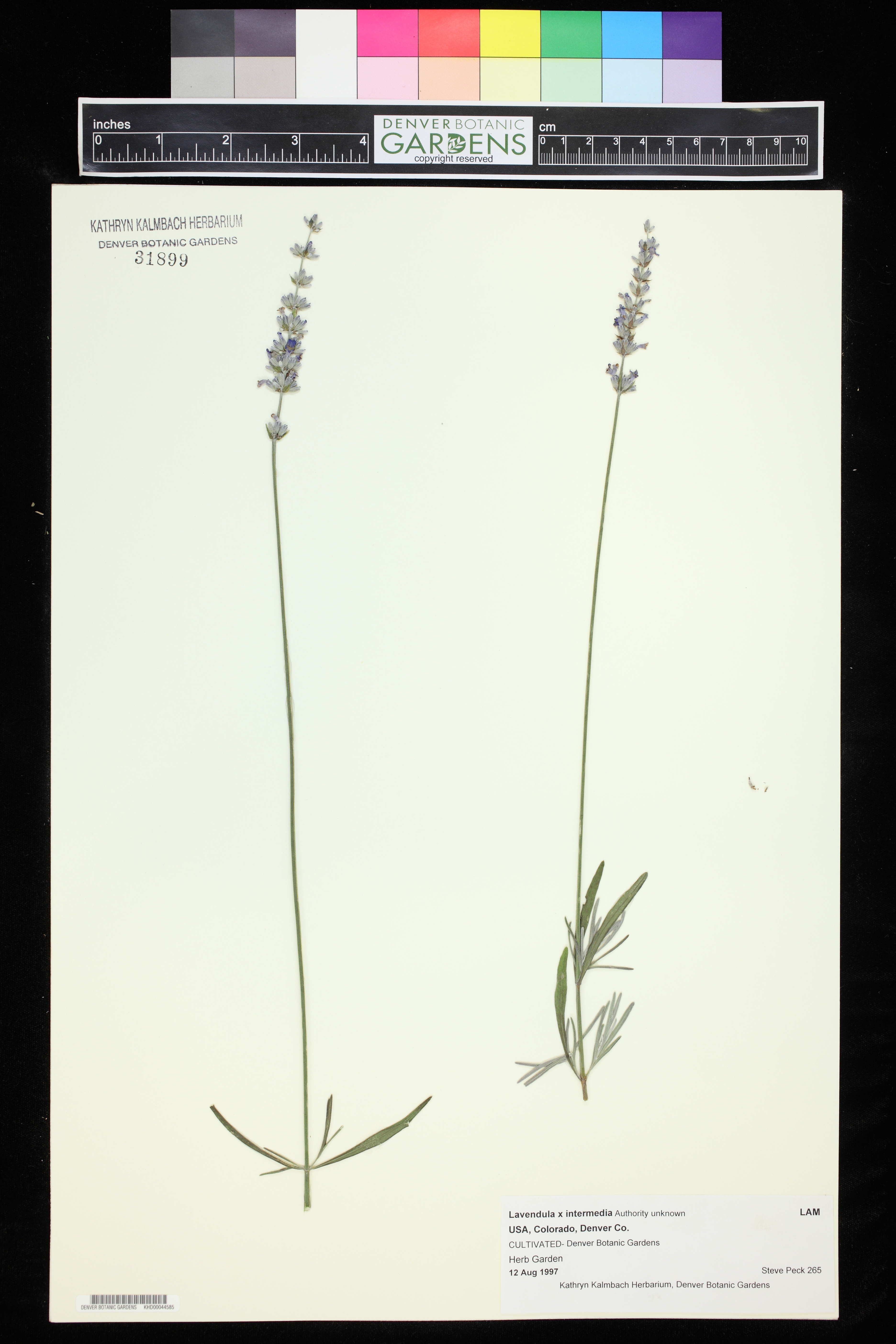 Lavandula × intermedia photograph 4