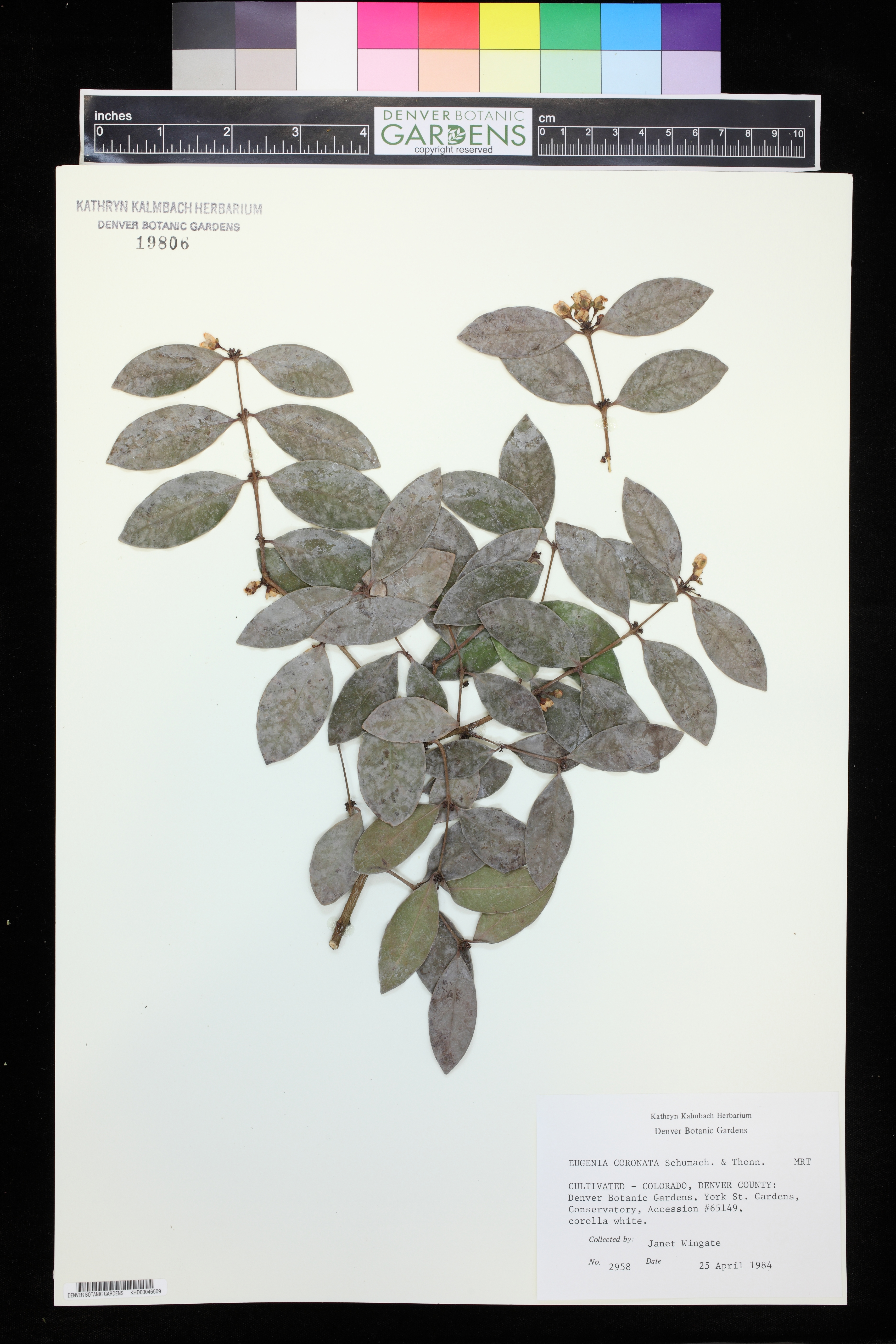 Imagem de Eugenia coronata